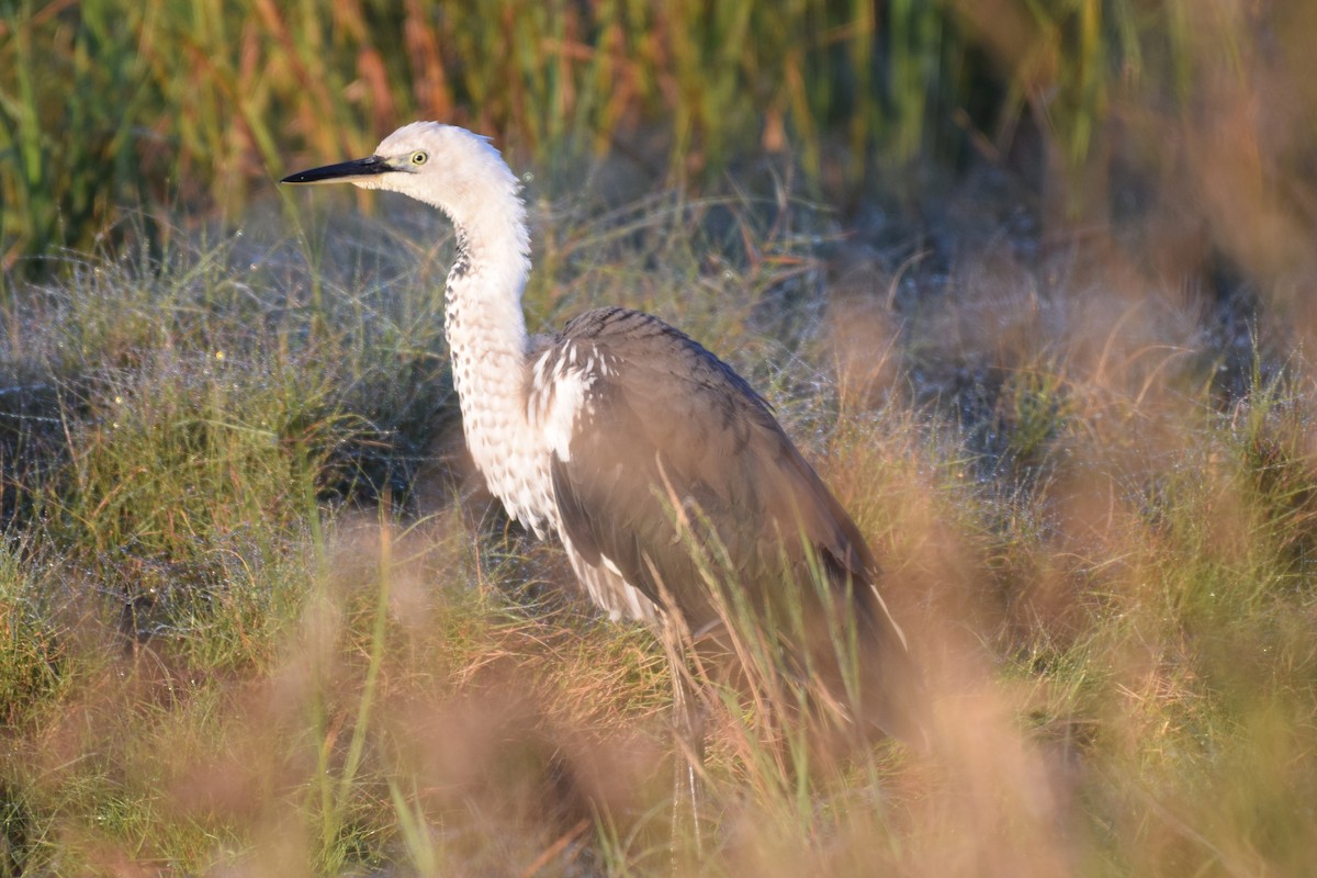 Pacific Heron - Caleb Gittins