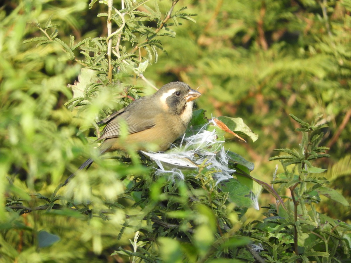 Golden-billed Saltator - ML461481841