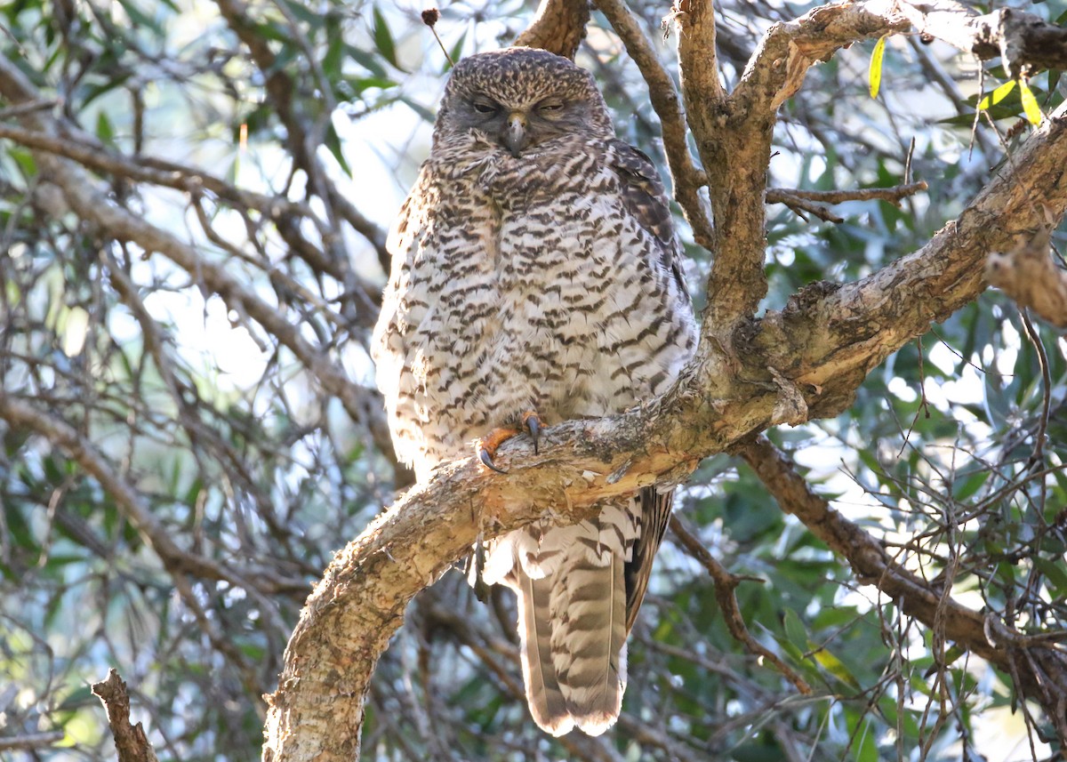 Powerful Owl - Felix Watson