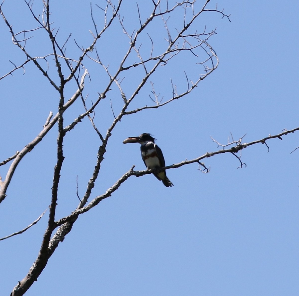 Belted Kingfisher - ML461482521