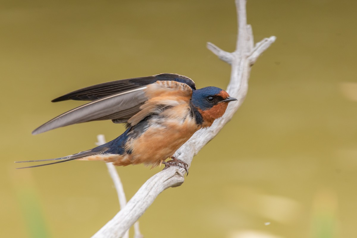 Barn Swallow - Ed Kingma