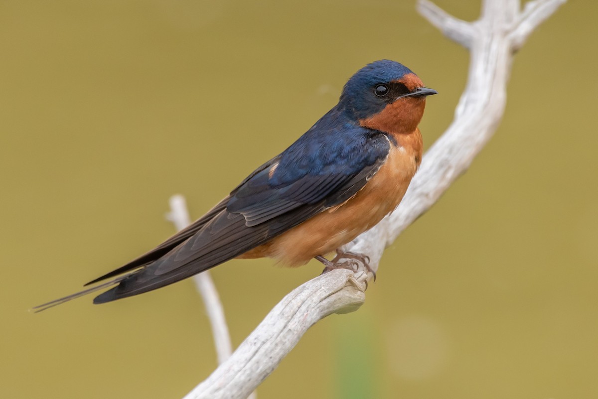 Barn Swallow - Ed Kingma