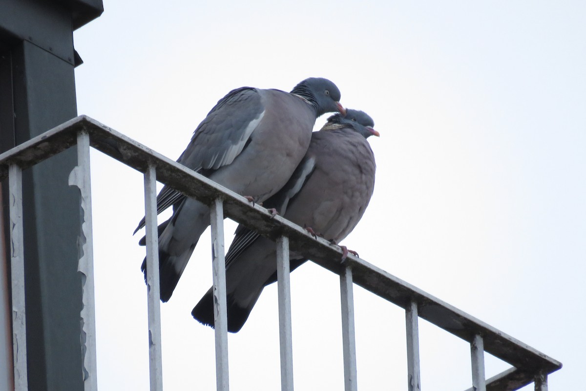 Pigeon ramier - ML461482911