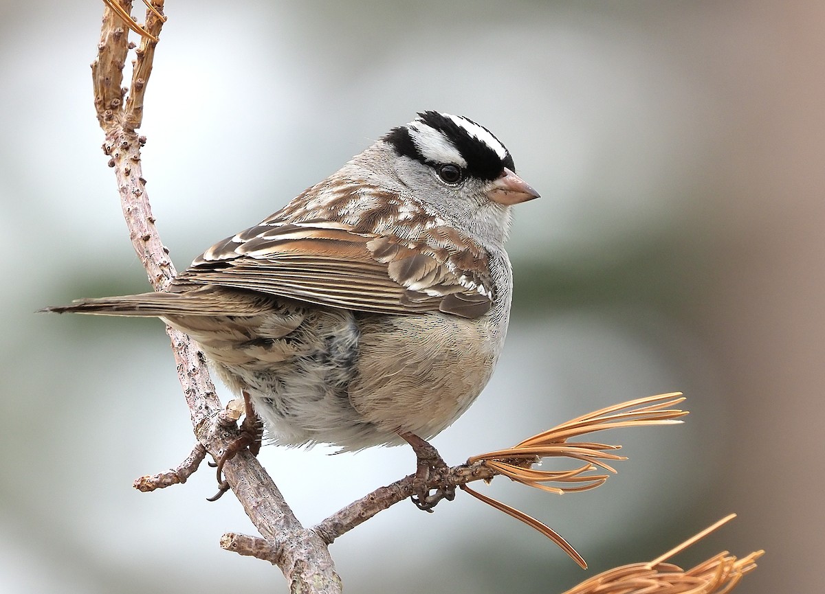White-crowned Sparrow (oriantha) - ML461483651