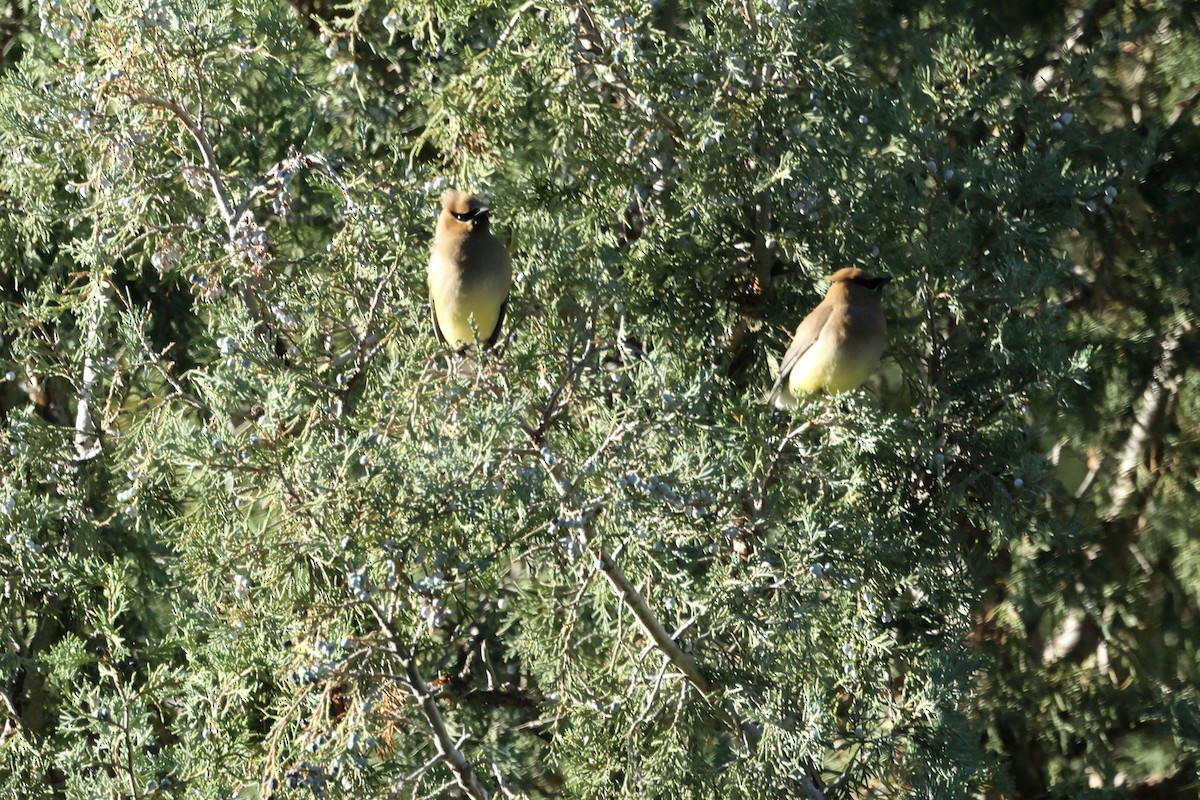 einersidensvans - ML461483701