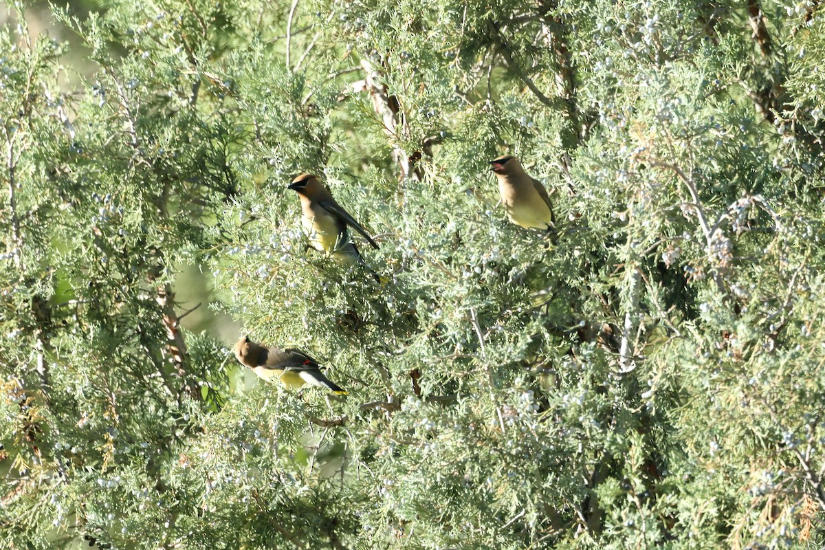 einersidensvans - ML461483731