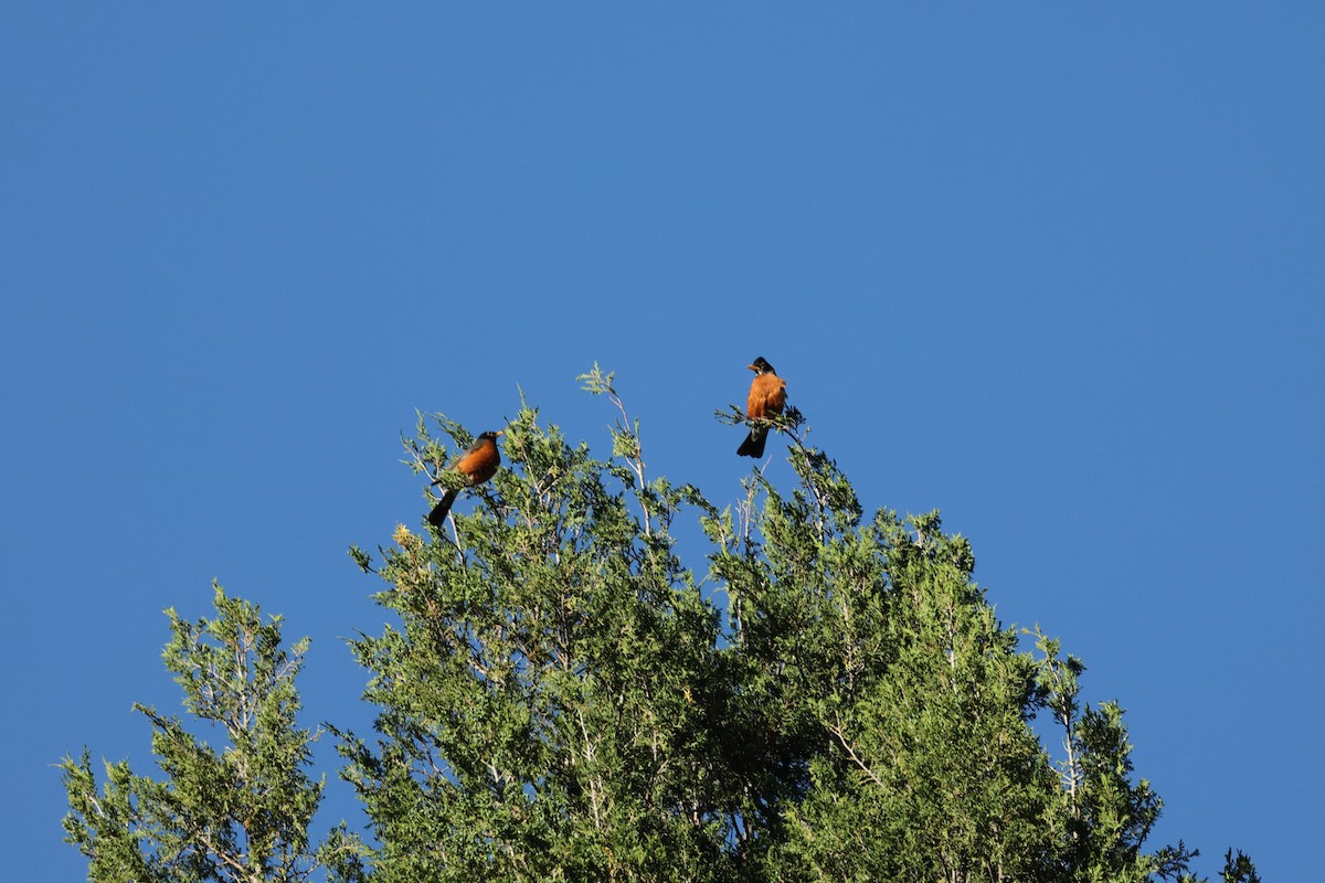 vandretrost - ML461483781