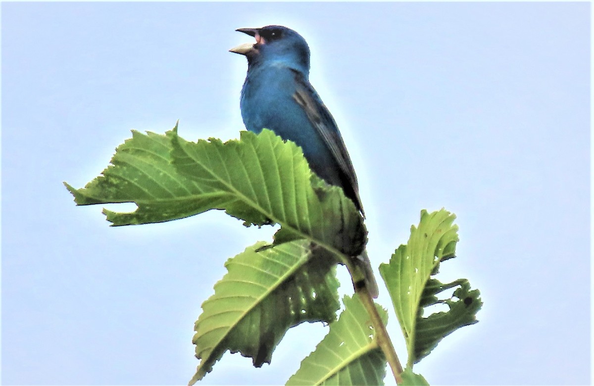 Indigo Bunting - ML461486811