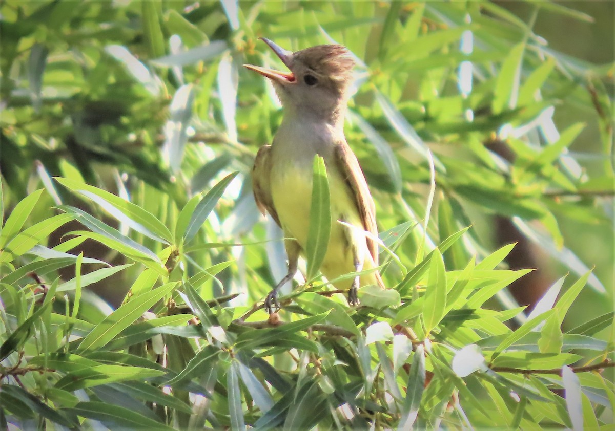 Great Crested Flycatcher - ML461486921