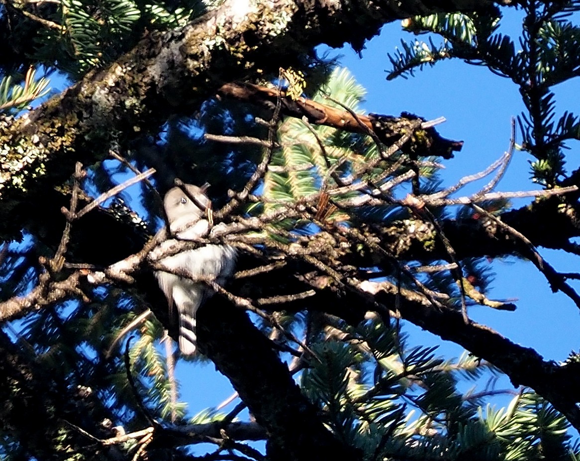 Dusky Flycatcher - ML461486991