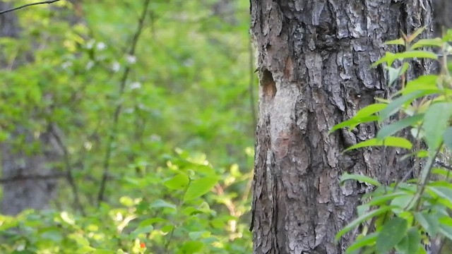 Black-backed Woodpecker - ML461487741