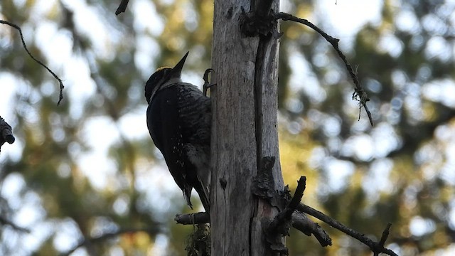Black-backed Woodpecker - ML461488121