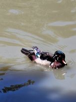 Wood Duck - ML461489531