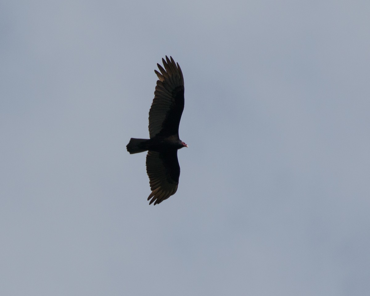 Turkey Vulture (Tropical) - ML461491061
