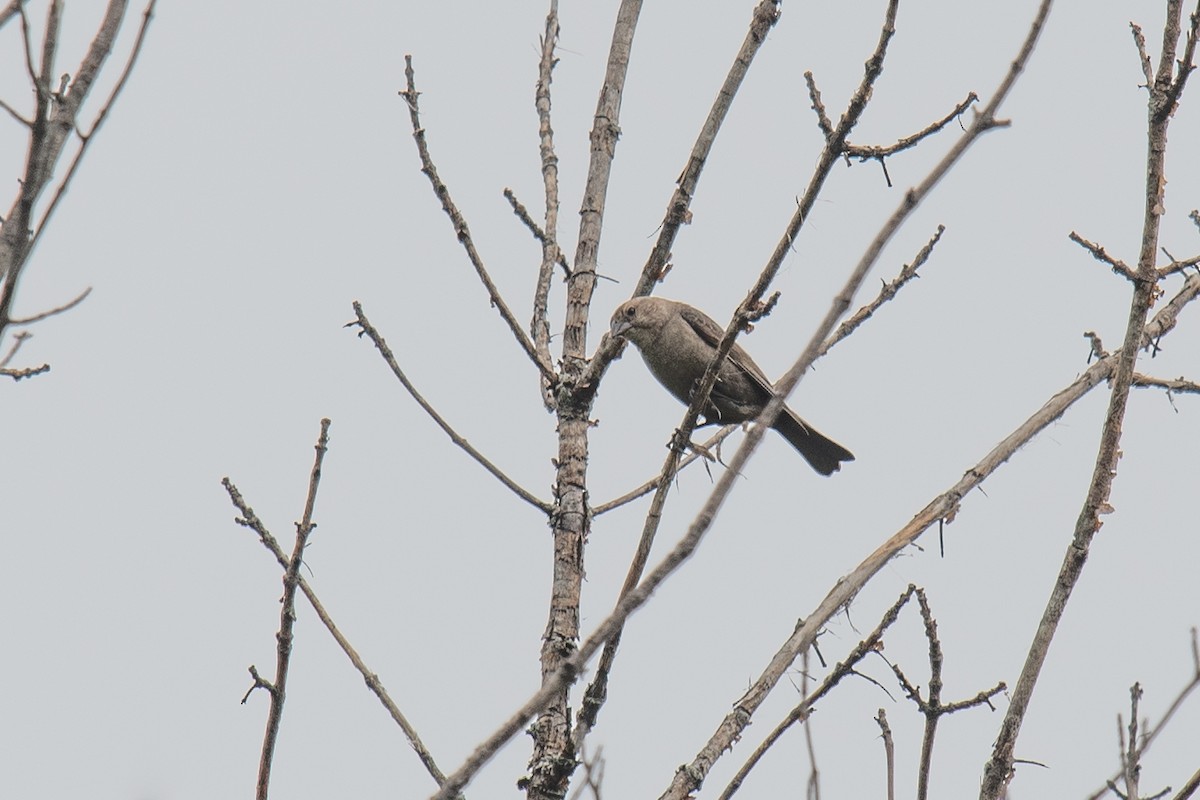 Brown-headed Cowbird - ML461491071