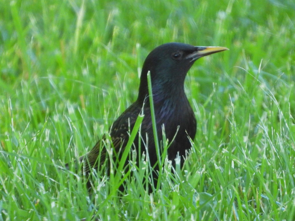 European Starling - ML461491841