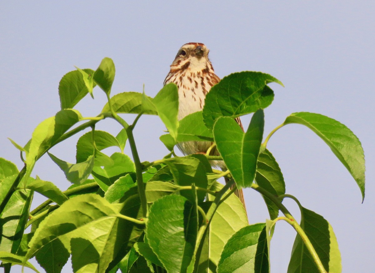 Song Sparrow - ML461491901