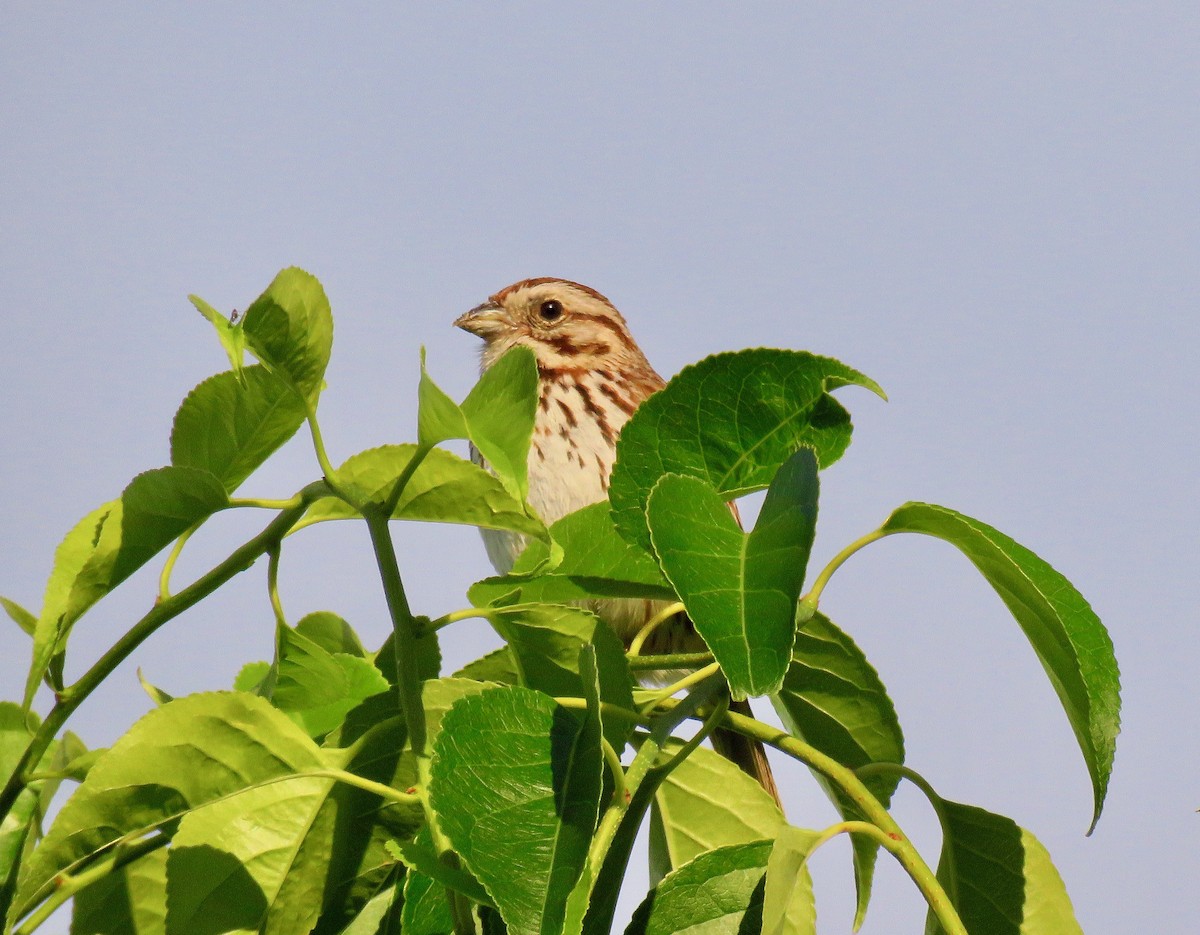 Song Sparrow - ML461491911