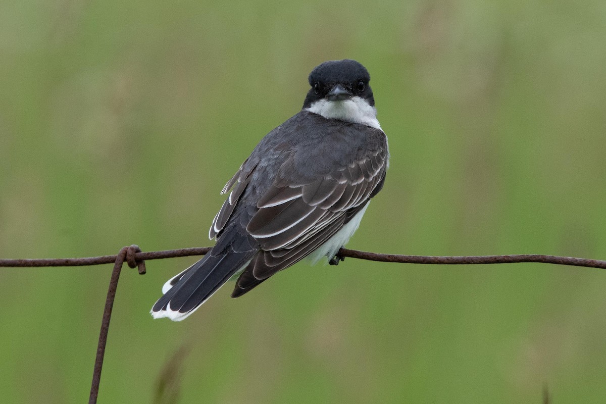 Eastern Kingbird - ML461491981