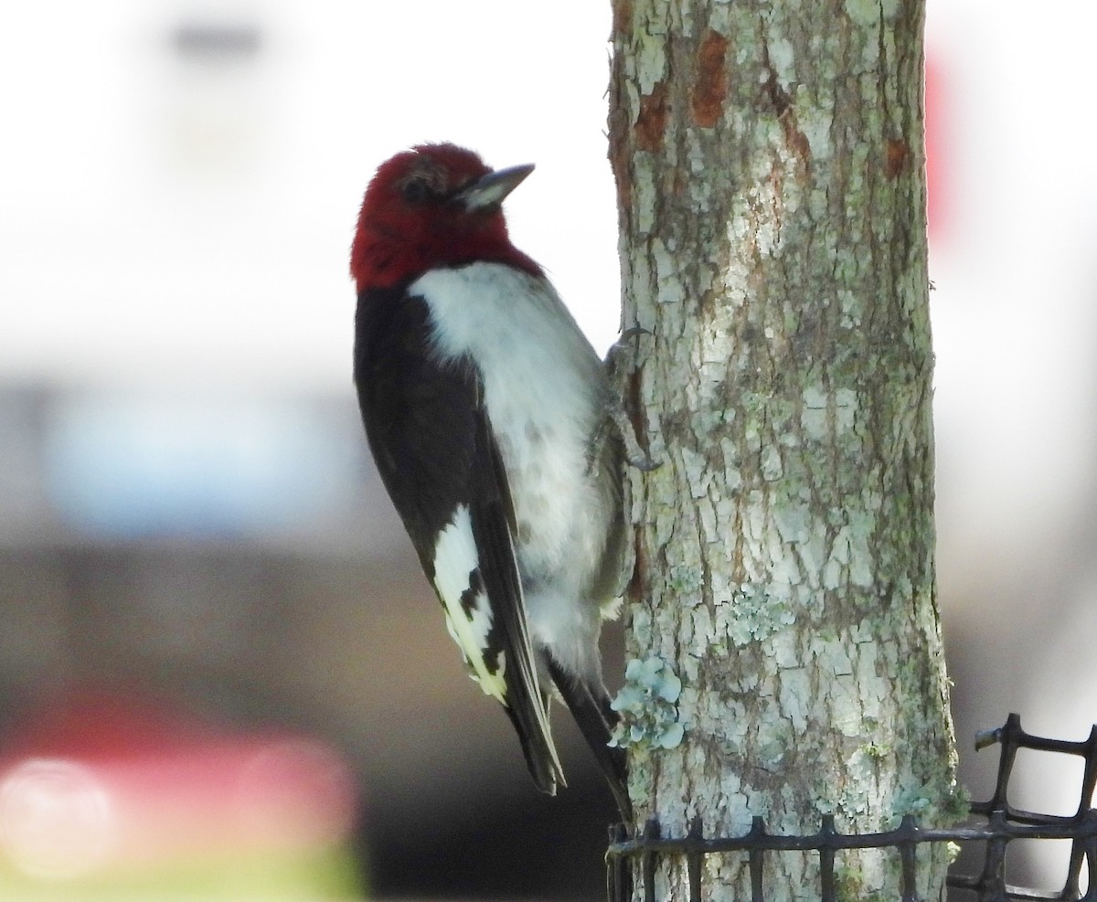 Red-headed Woodpecker - Ron Furnish