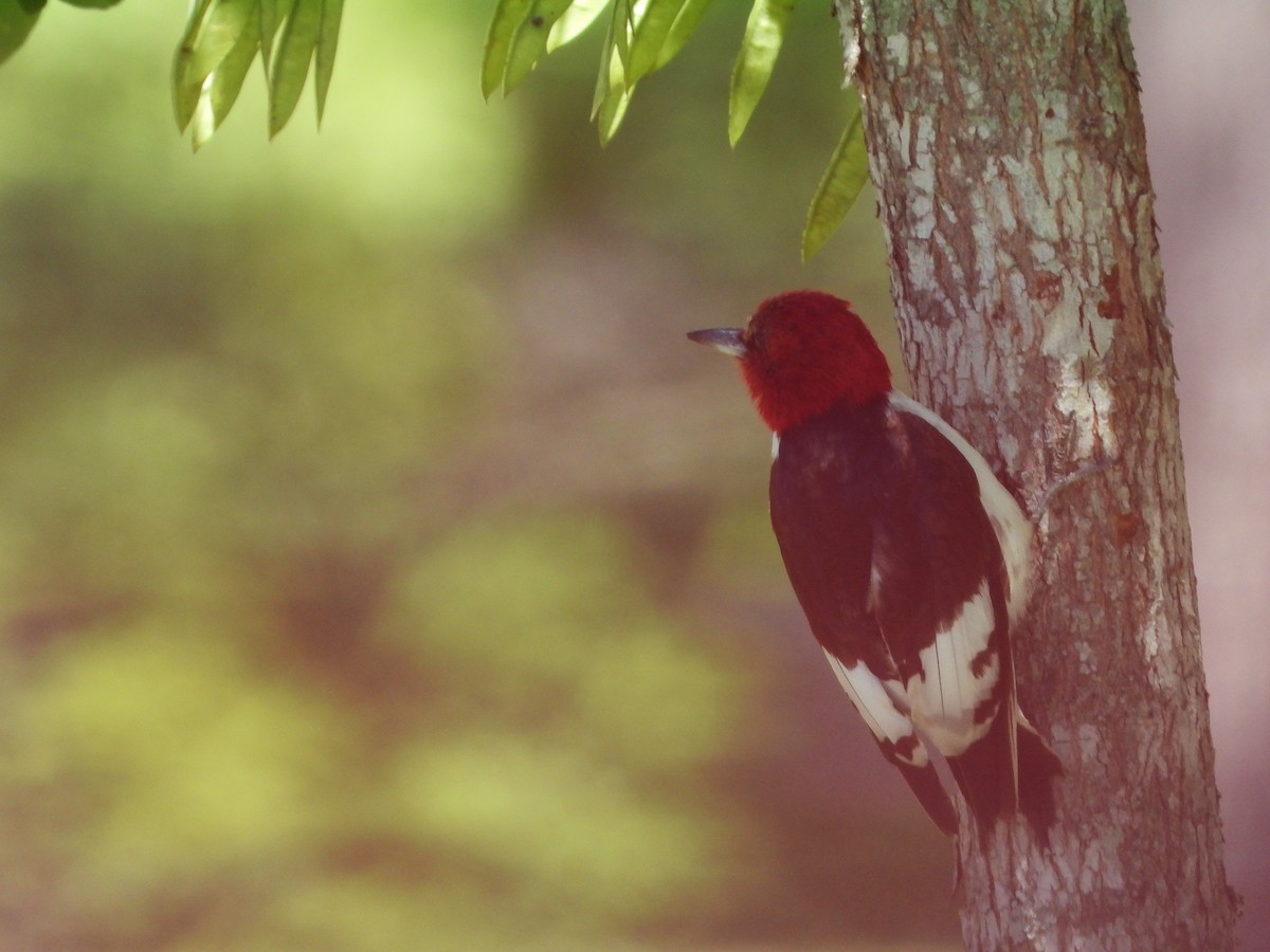 Red-headed Woodpecker - ML461492081