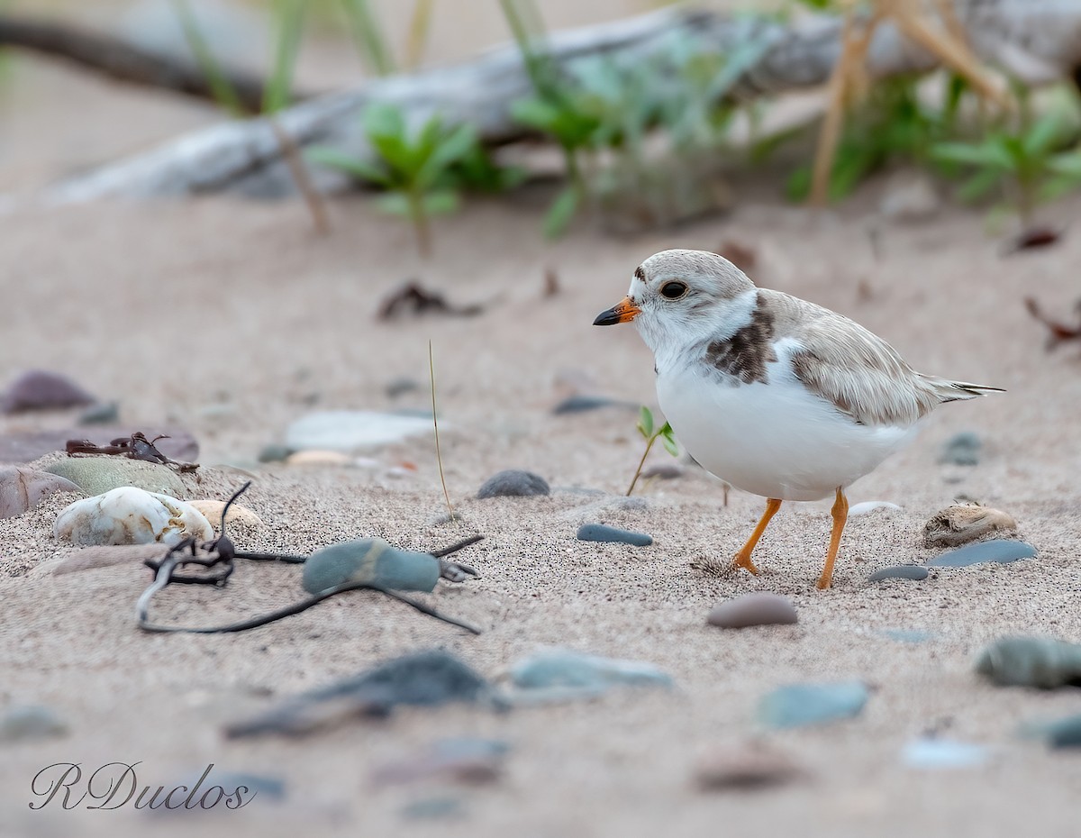 Piping Plover - Rene Duclos
