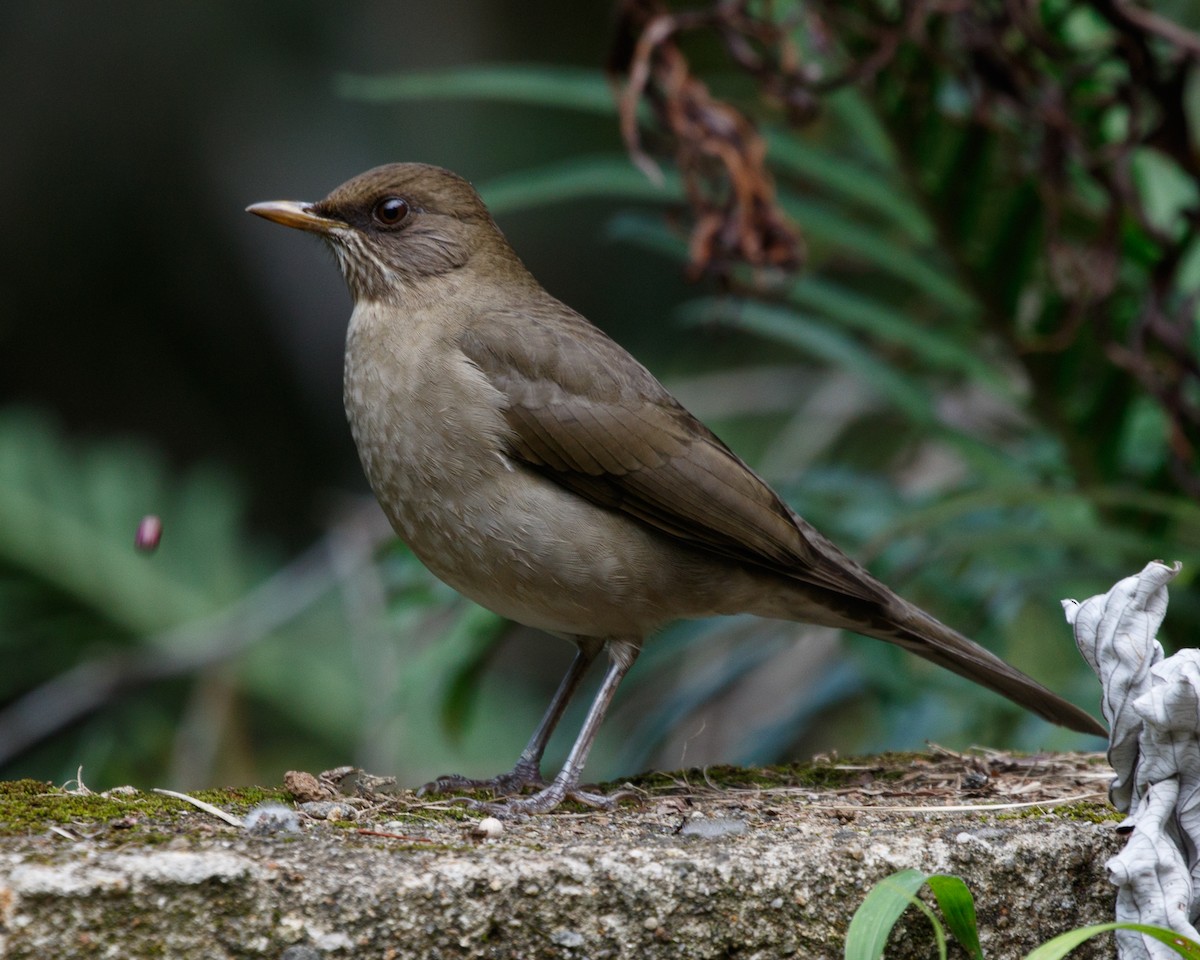 Creamy-bellied Thrush - Silvia Faustino Linhares