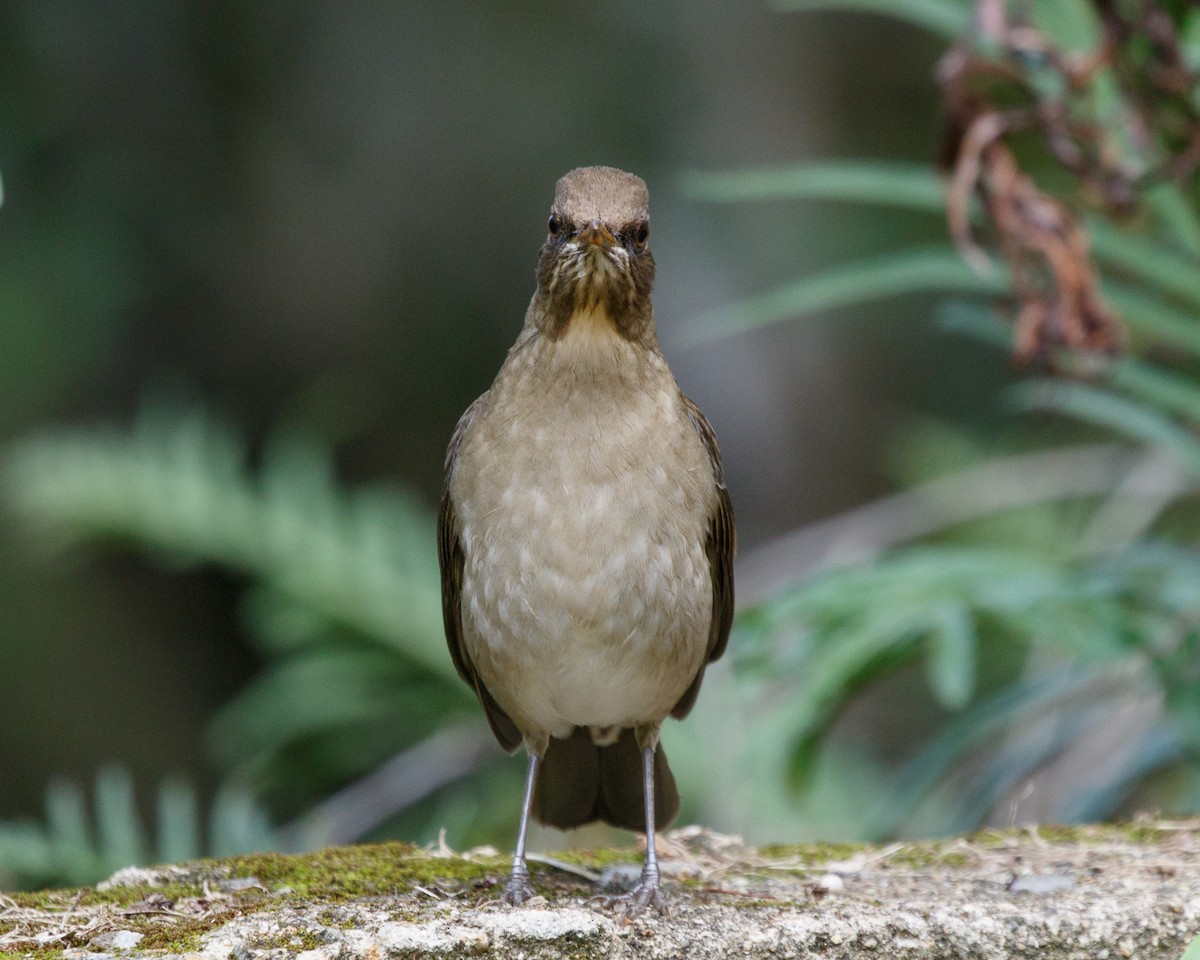 Creamy-bellied Thrush - Silvia Faustino Linhares