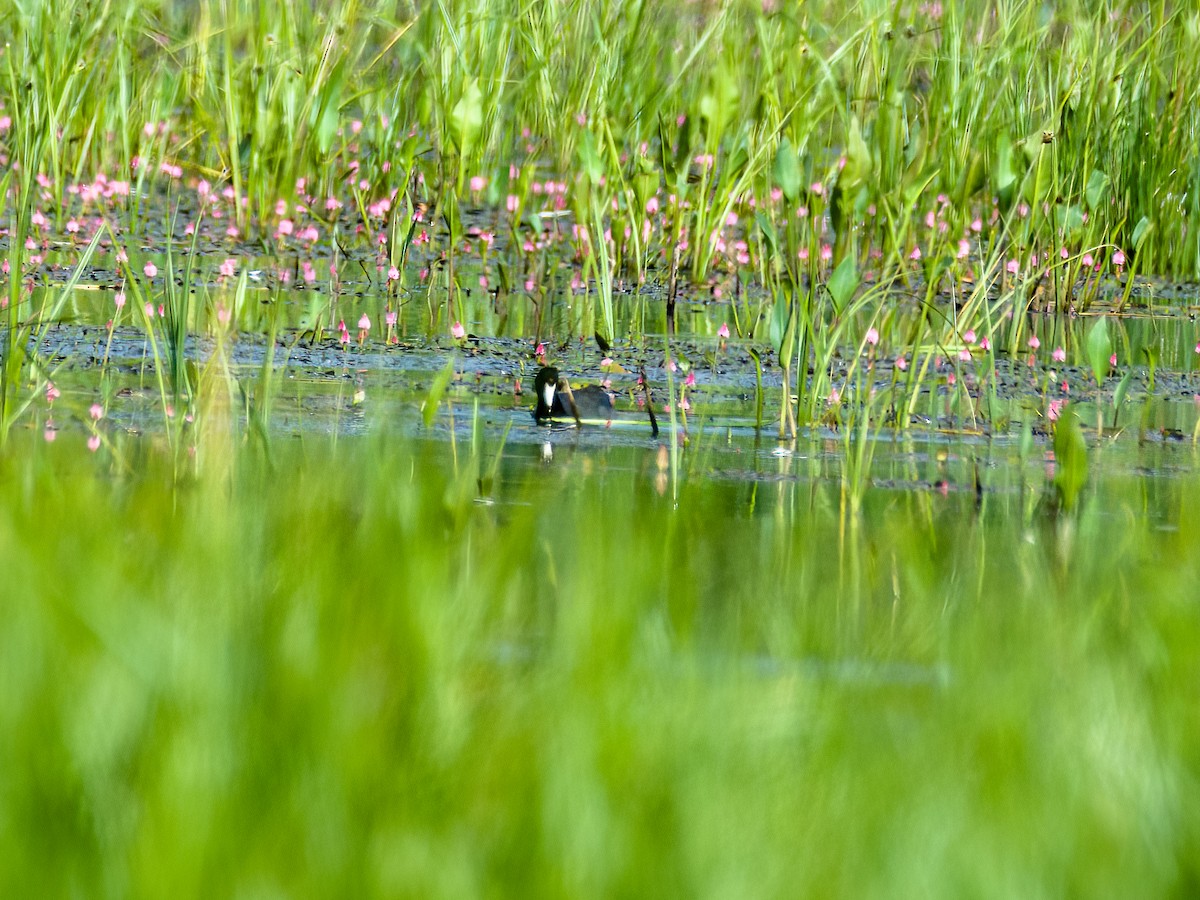 American Coot - ML461492391