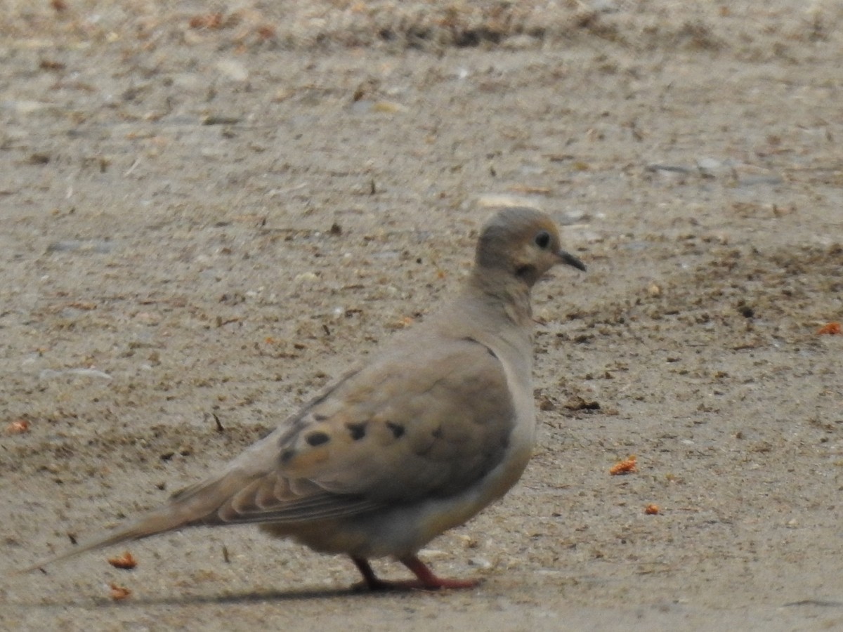 Mourning Dove - ML461493381