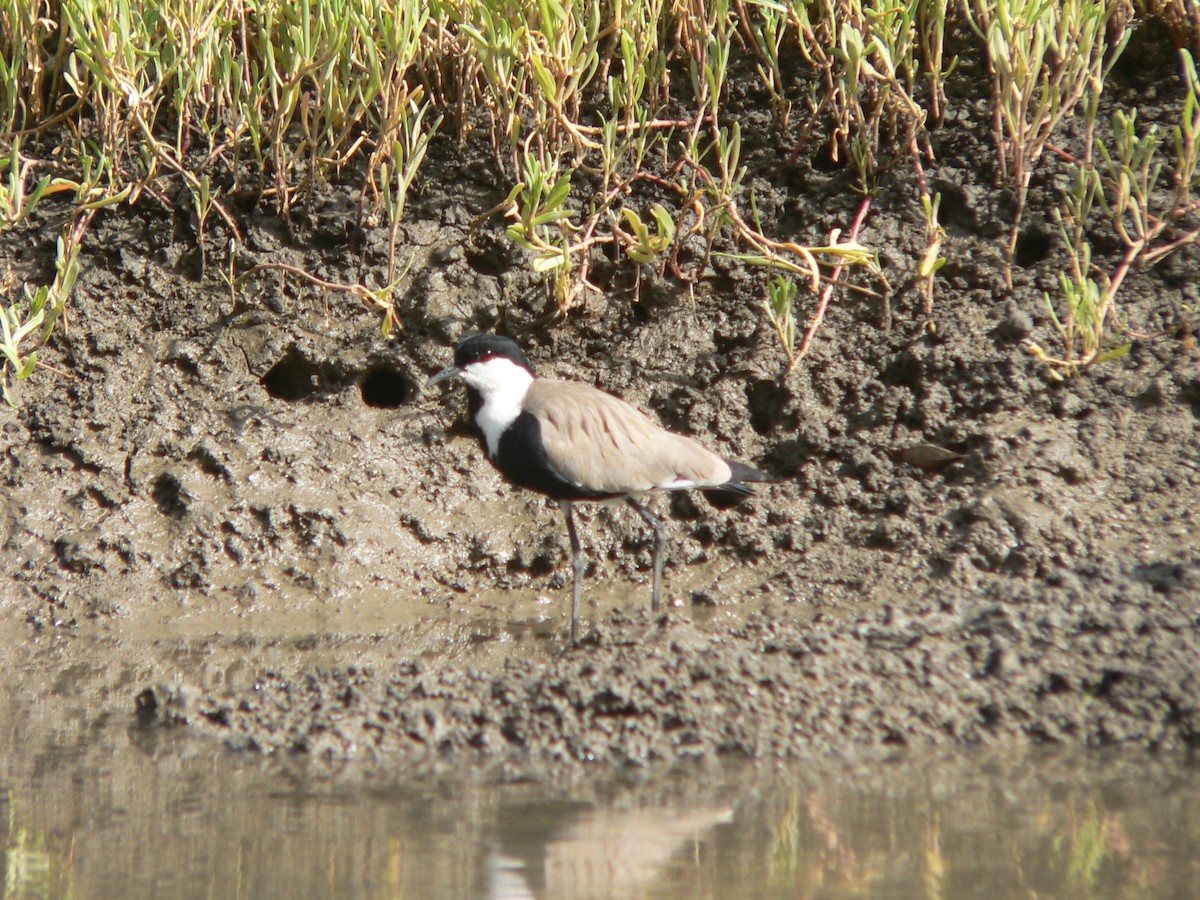 Spur-winged Lapwing - ML461494031