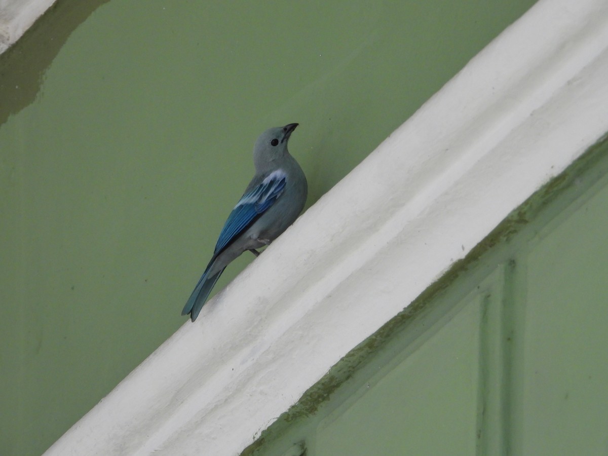 Blue-gray Tanager - ML461499301