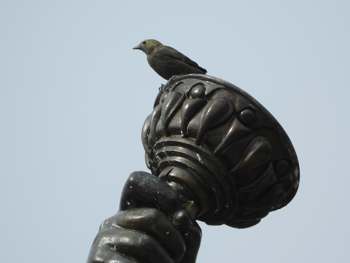 Palm Tanager - Jeff Percell