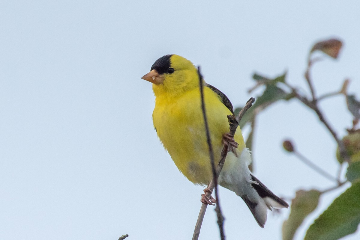 American Goldfinch - ML461500661