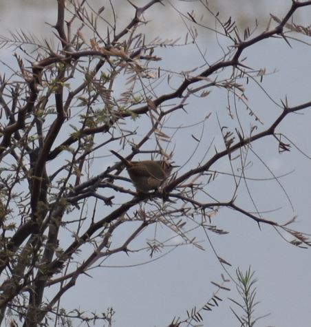 House Wren - Felipe Undurraga