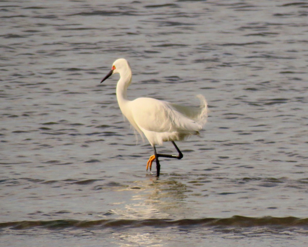 volavka bělostná - ML461502511