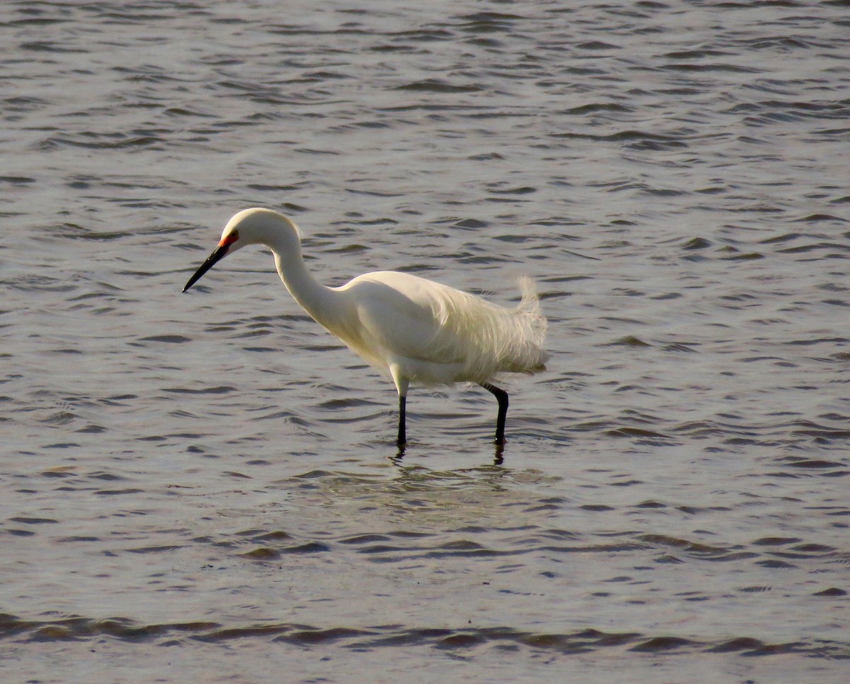 volavka bělostná - ML461502651