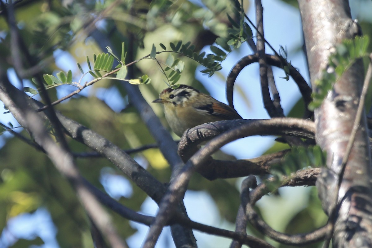 Rufous-winged Fulvetta - ML461502931