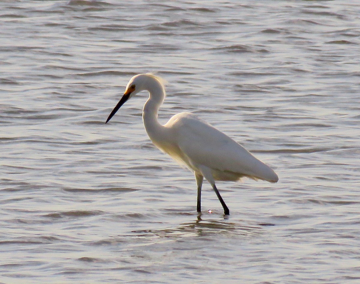 volavka bělostná - ML461504321