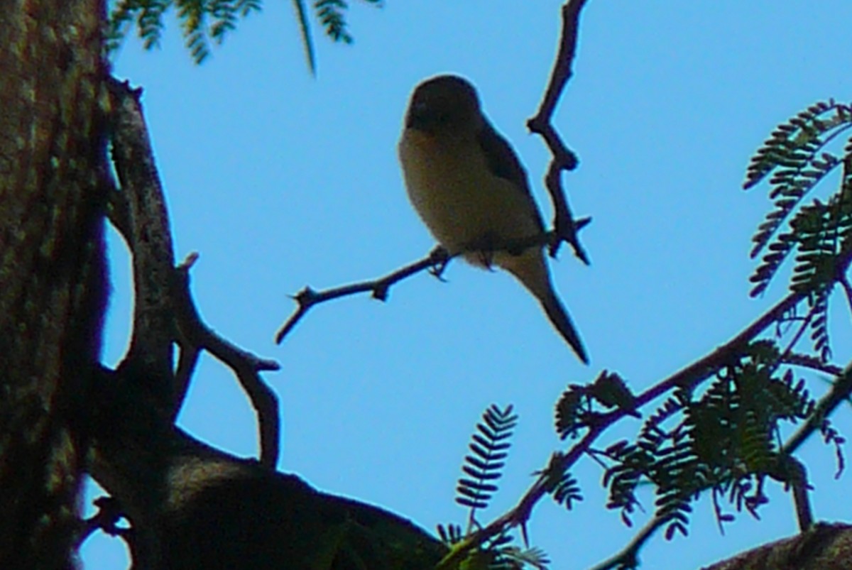 Saffron Finch - ML461504691