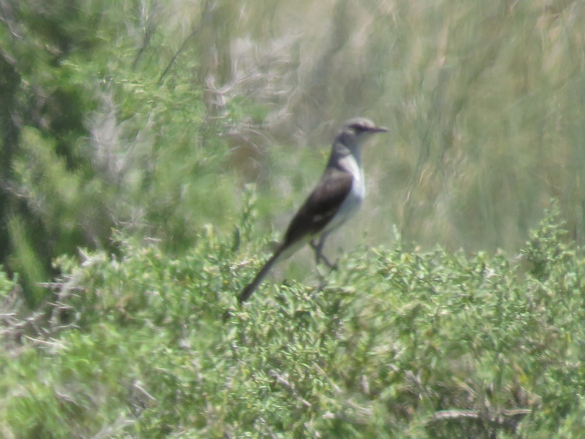 Northern Mockingbird - ML461505691