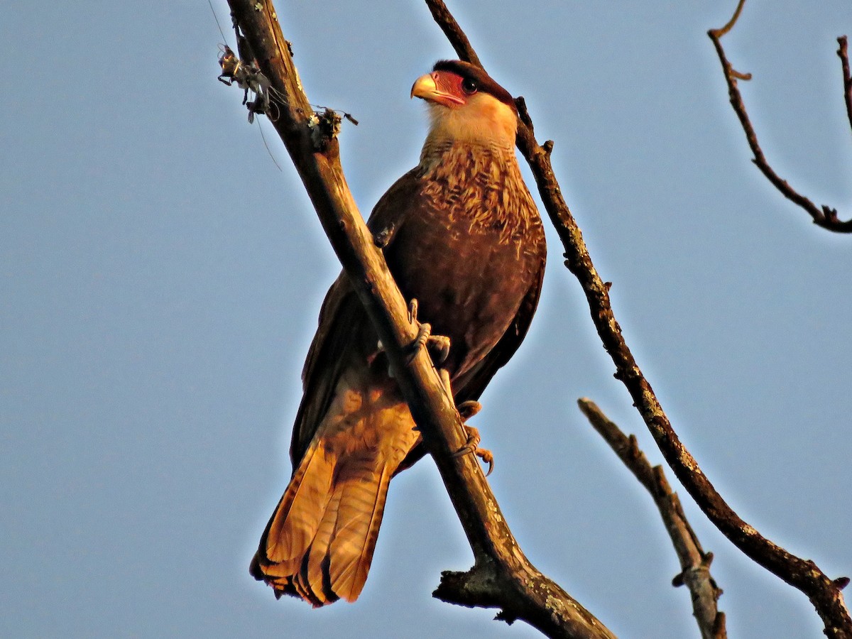 Crested Caracara - ML461506151