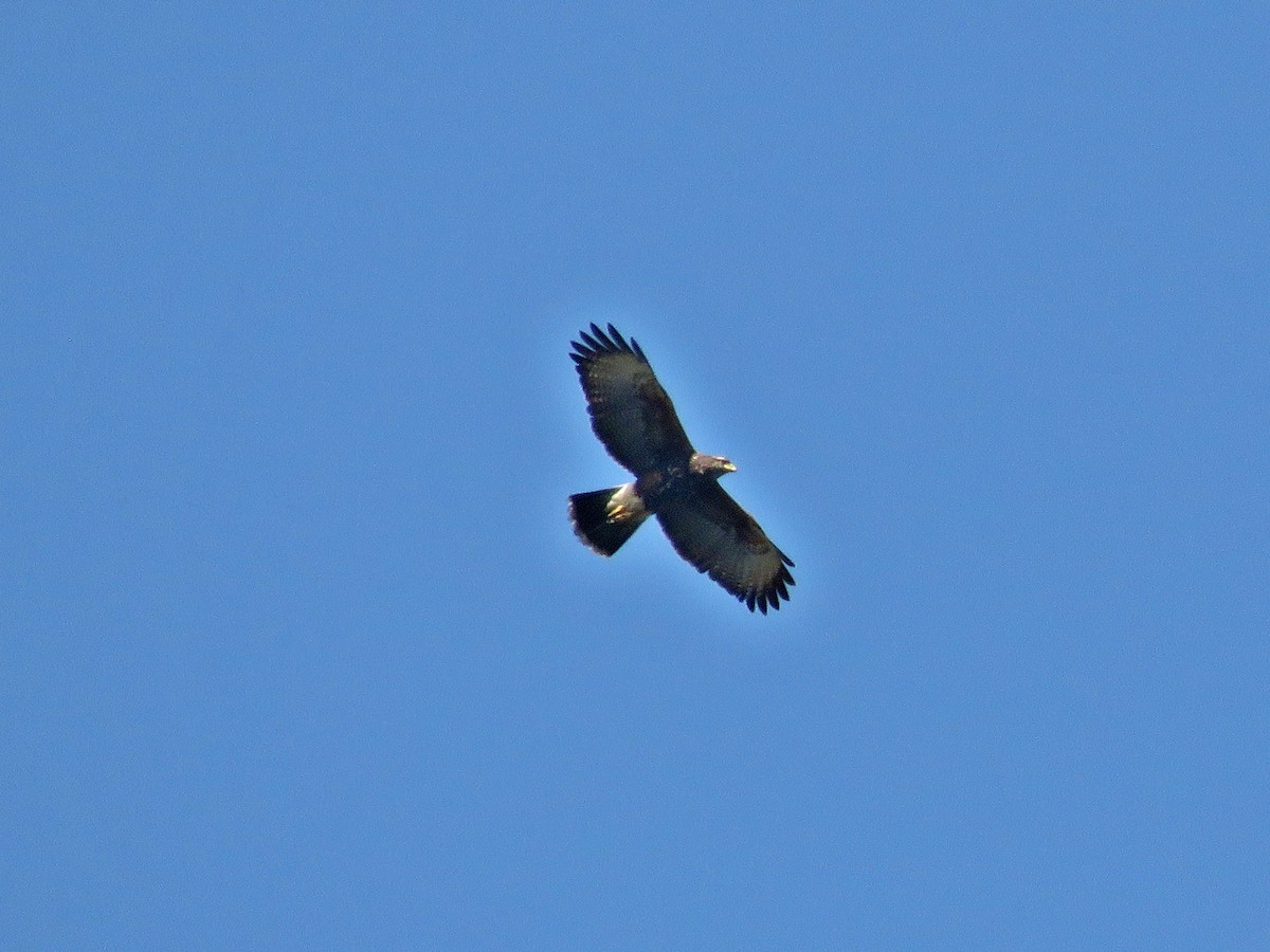 Harris's Hawk - ML461506881