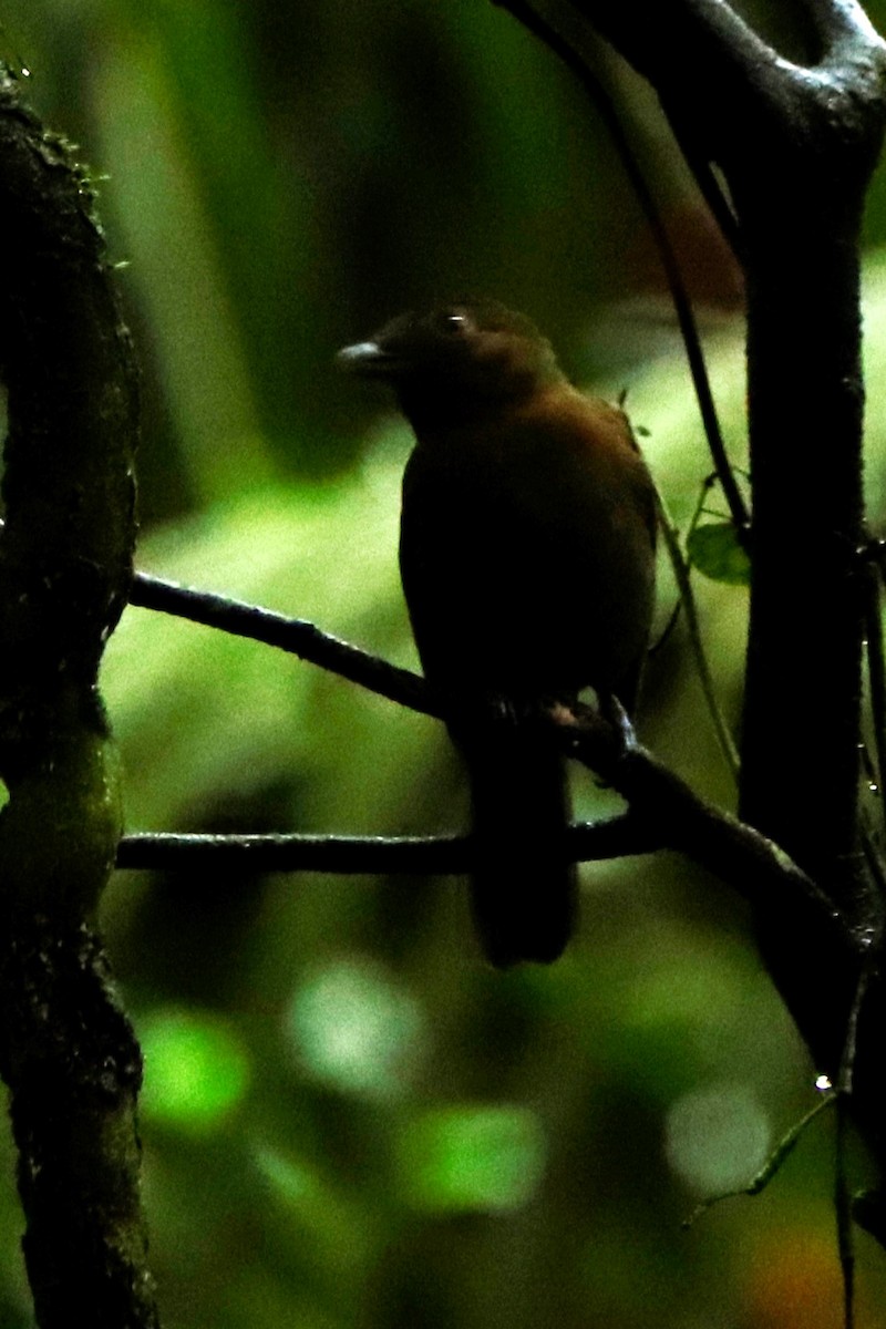 Brown-winged Schiffornis (Brown-winged) - Christine Mazaracki