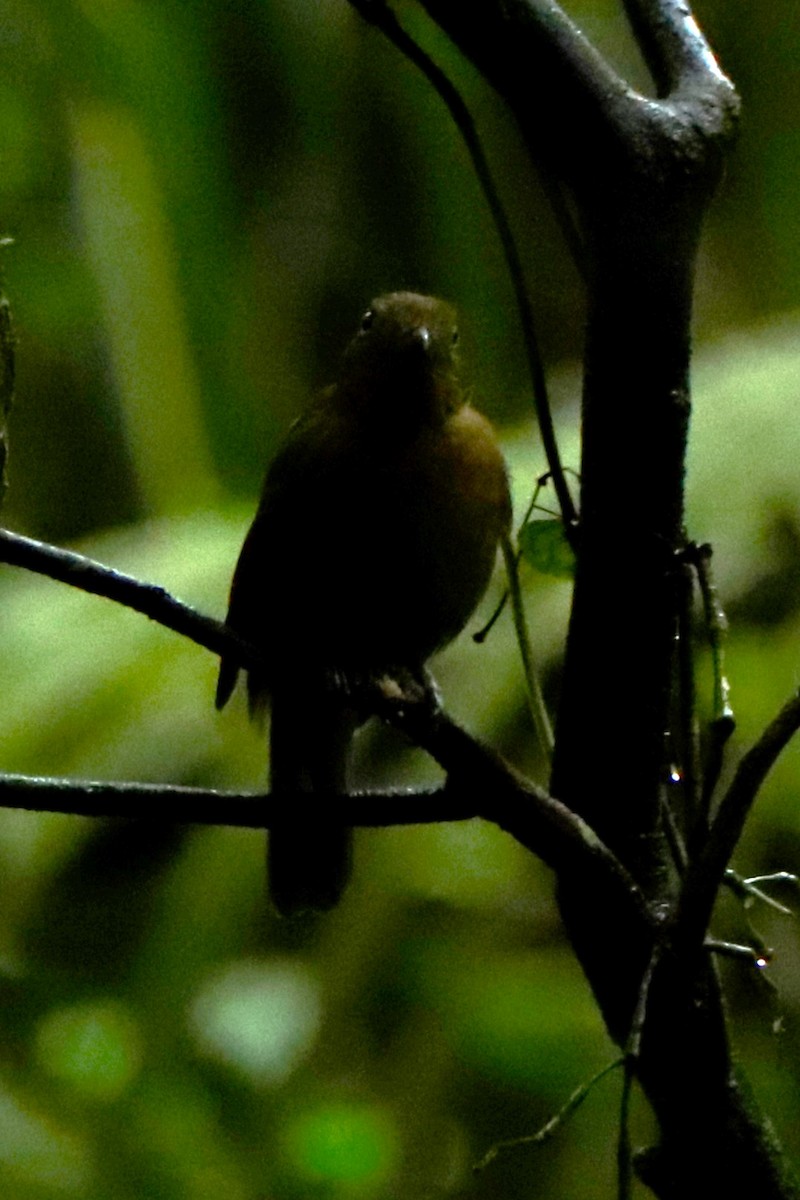 Brown-winged Schiffornis (Brown-winged) - Christine Mazaracki