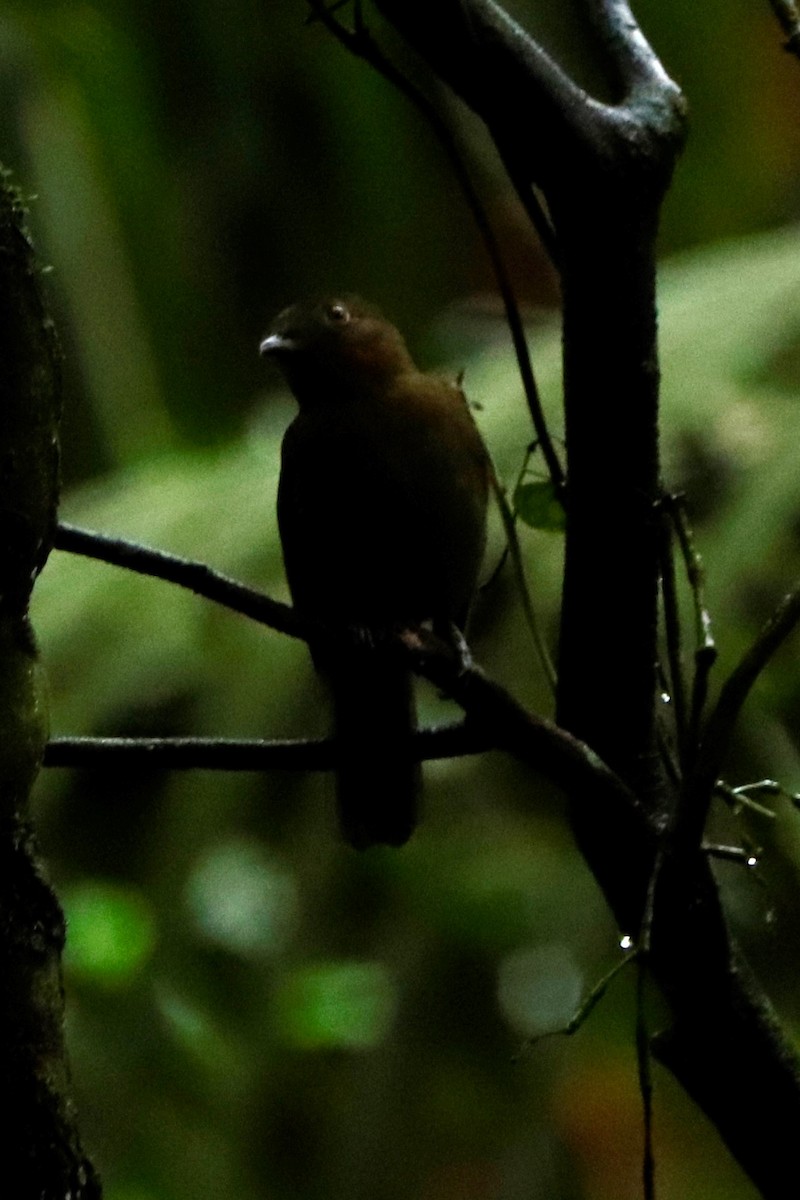 Brown-winged Schiffornis (Brown-winged) - Christine Mazaracki