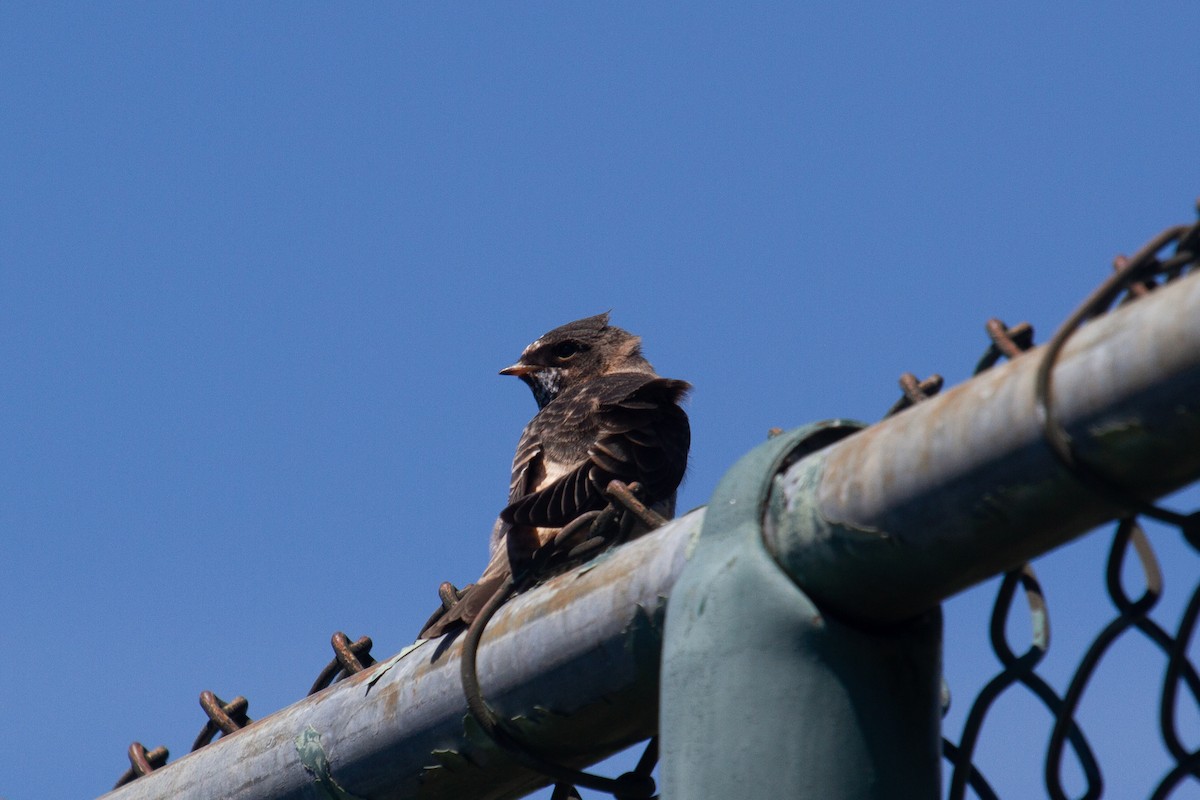 Cliff Swallow - Craig Tumer