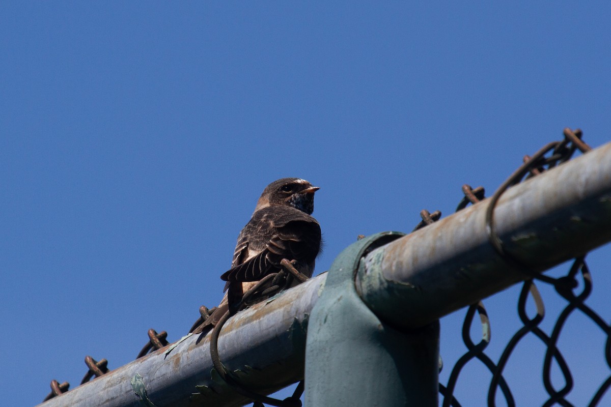 Cliff Swallow - Craig Tumer