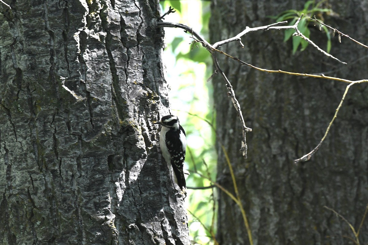 Downy Woodpecker - ML461508261