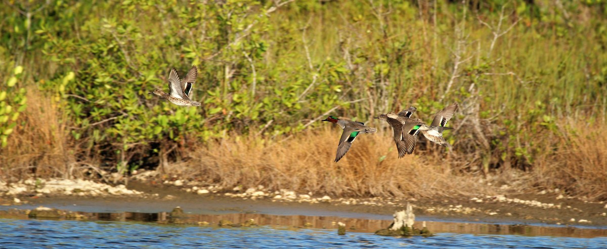 Green-winged Teal - Omar Paez